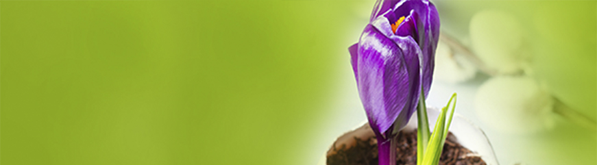 Shop banner